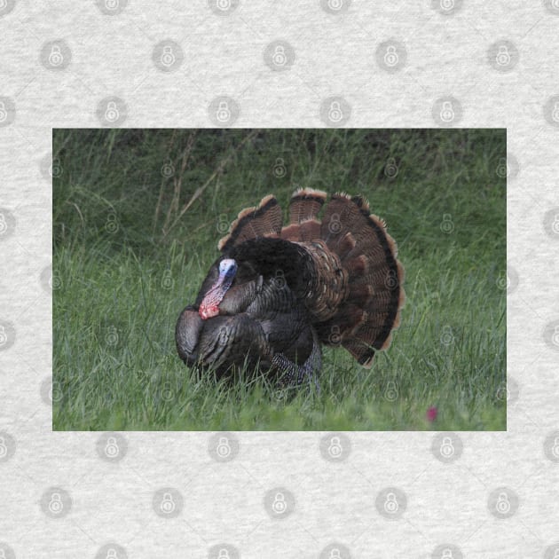 Spring Tom Turkey Strutting in green grass by ROBERTDBROZEK